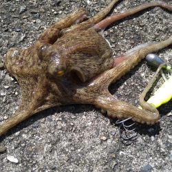 先週に引き続きタコ釣り